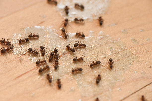 Reliable Shenandoah Farms, VA Pest Control Solutions